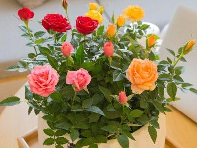 Can you grow roses indoors
