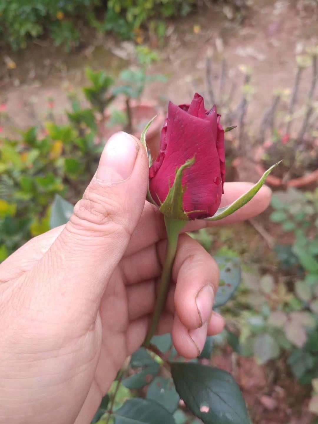When can i move my roses
