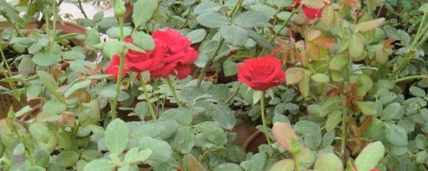 hould yellow leaves be removed from roses
