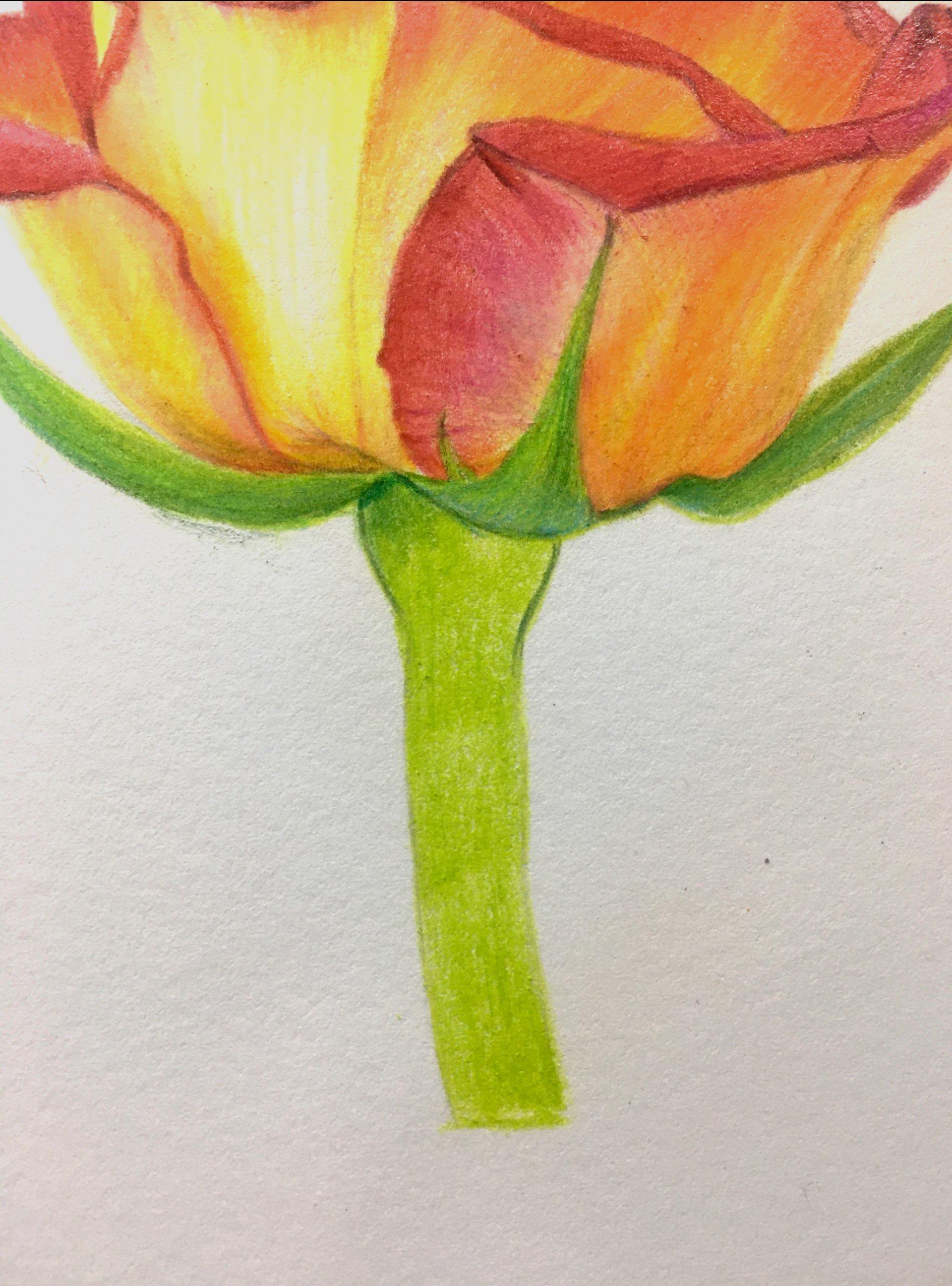 how to draw a bouquet of roses