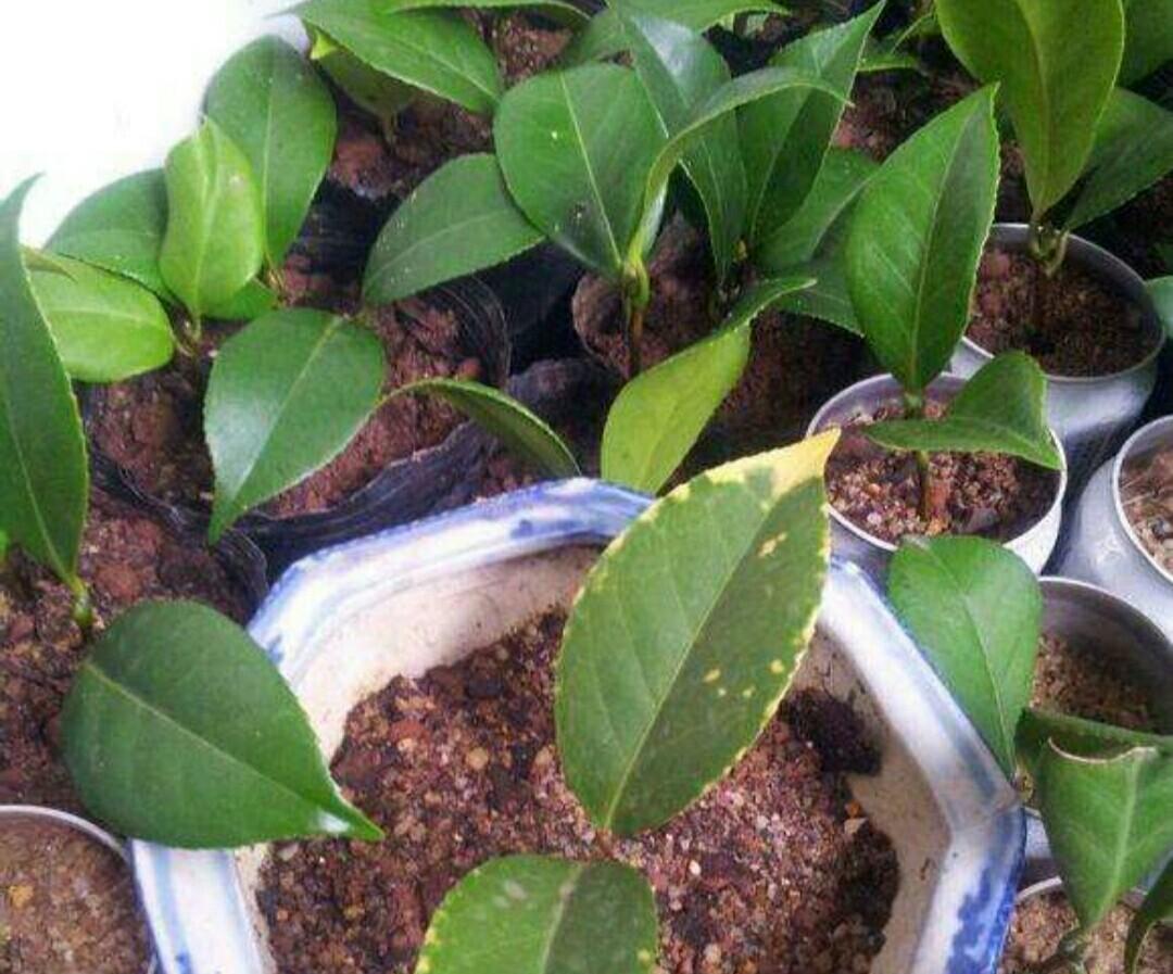 How to treat black stems on roses