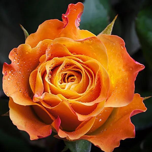 What do orange roses mean