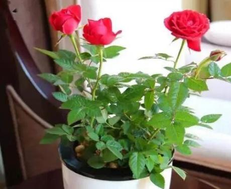 Is it too late to plant roses