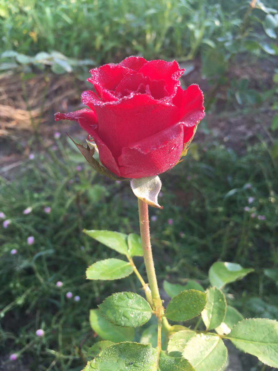 When can you transplant roses