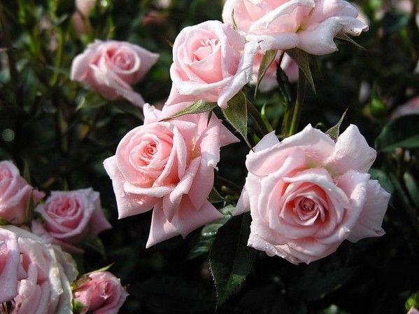 How to overwinter roses in pots