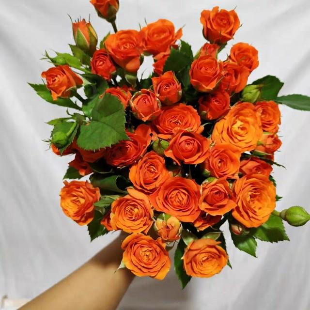 Do roses like acid soil