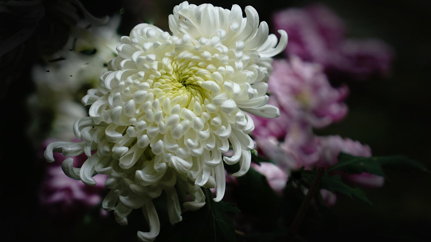 Can you transplant roses in fall