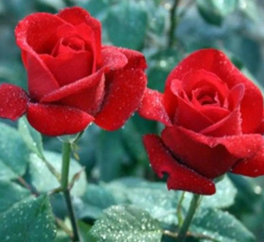 How much sunlight do roses need