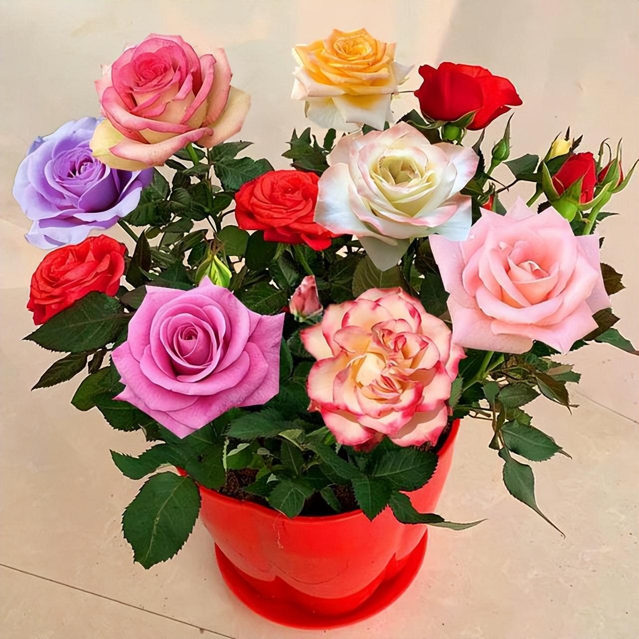 Do roses grow in winter