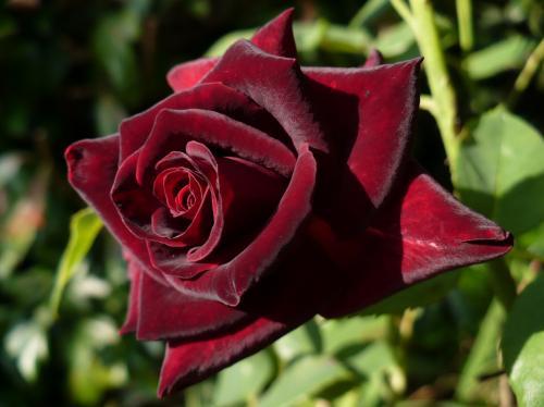 How to grow black roses