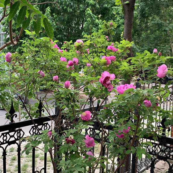 What to do with dead roses