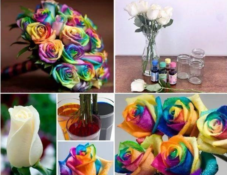 Can roses change color