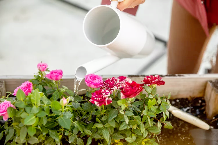 How to prune roses in the spring