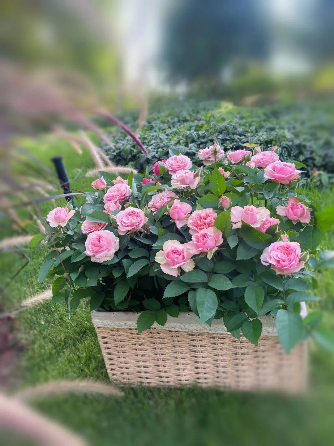How to fix drooping roses