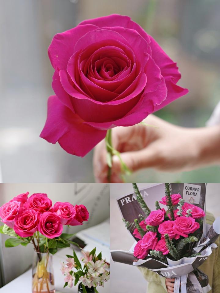 Where do roses grow best in the world