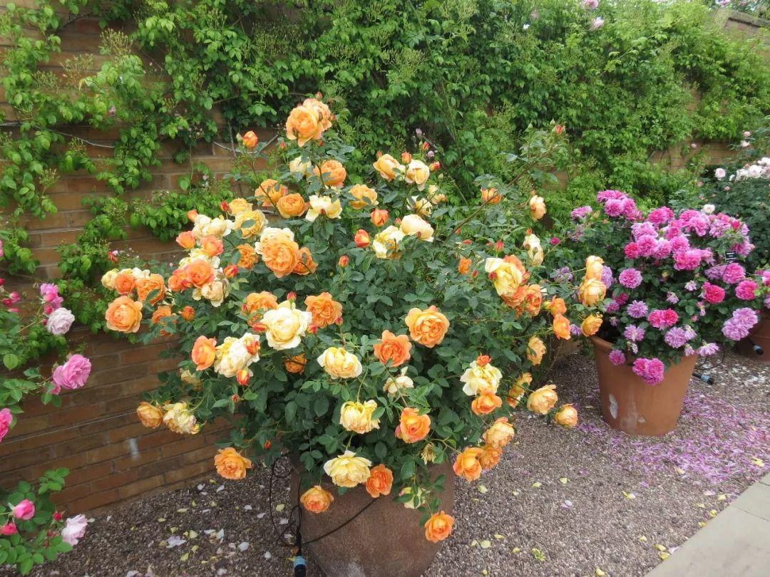How to grow roses in pots