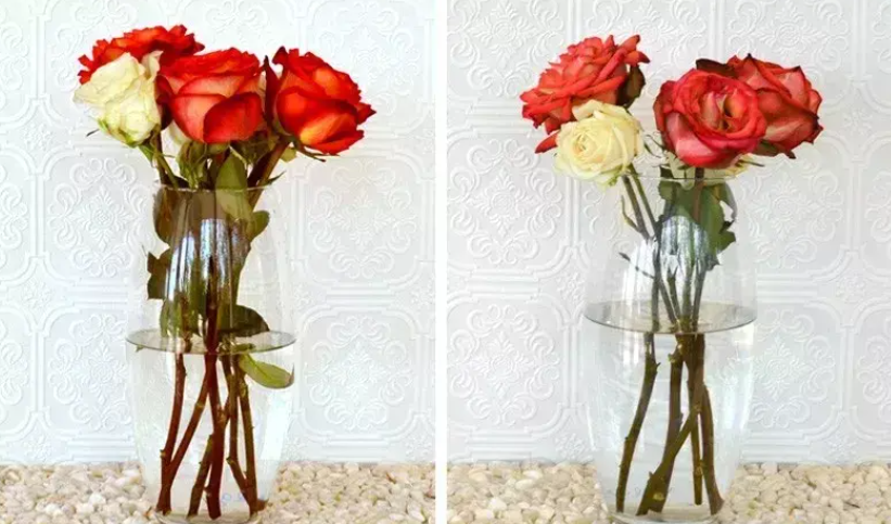 How long do roses last in water