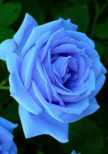 Can roses be blue