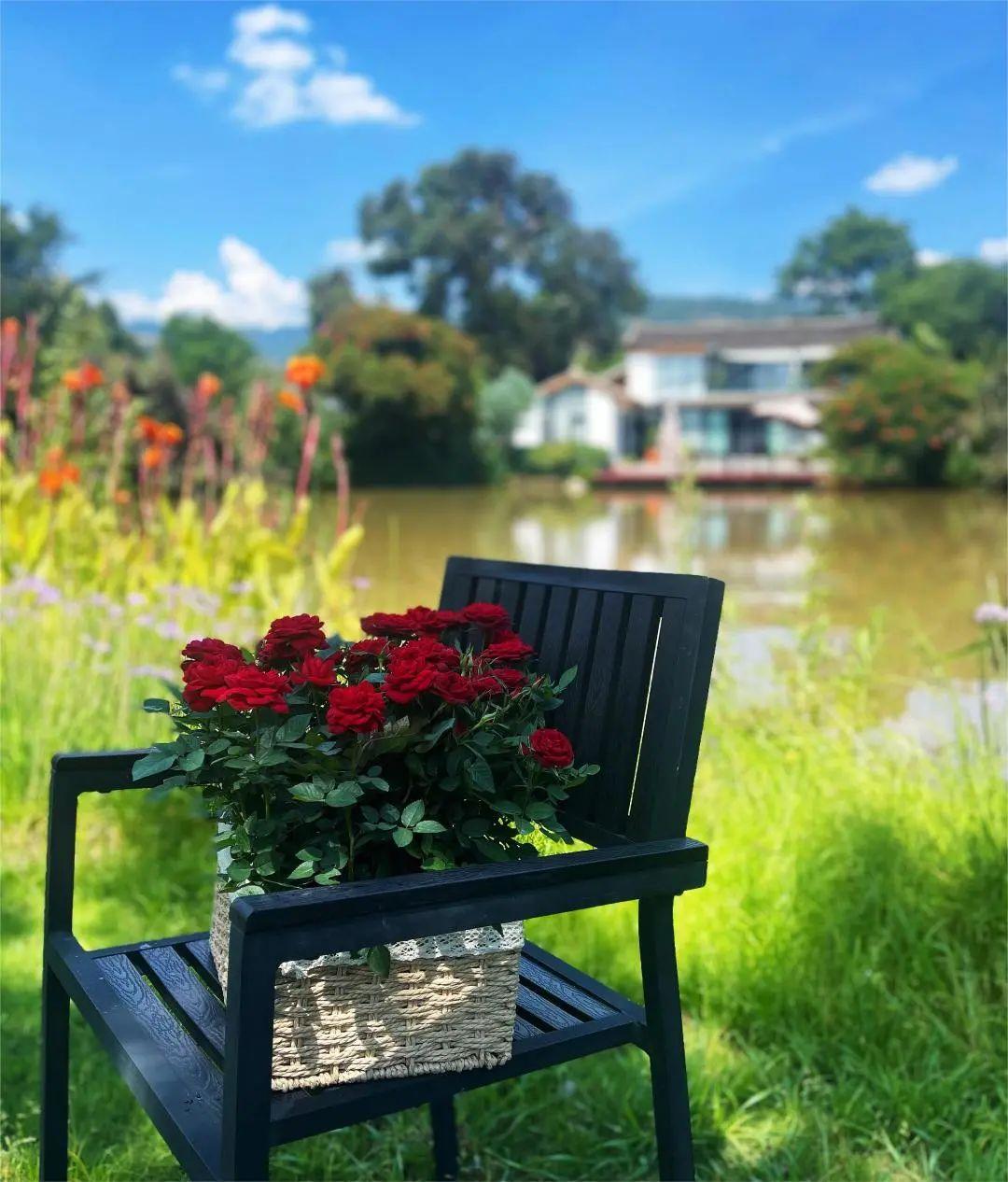 How to fertilize roses