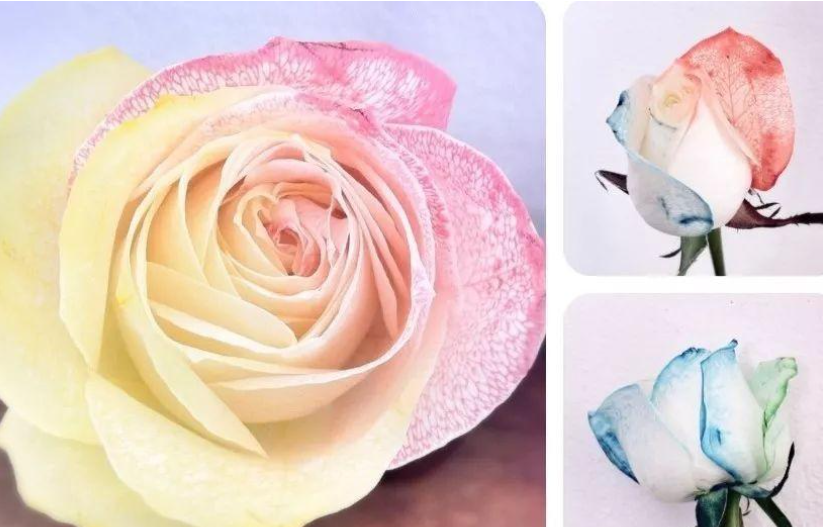 Can roses change color