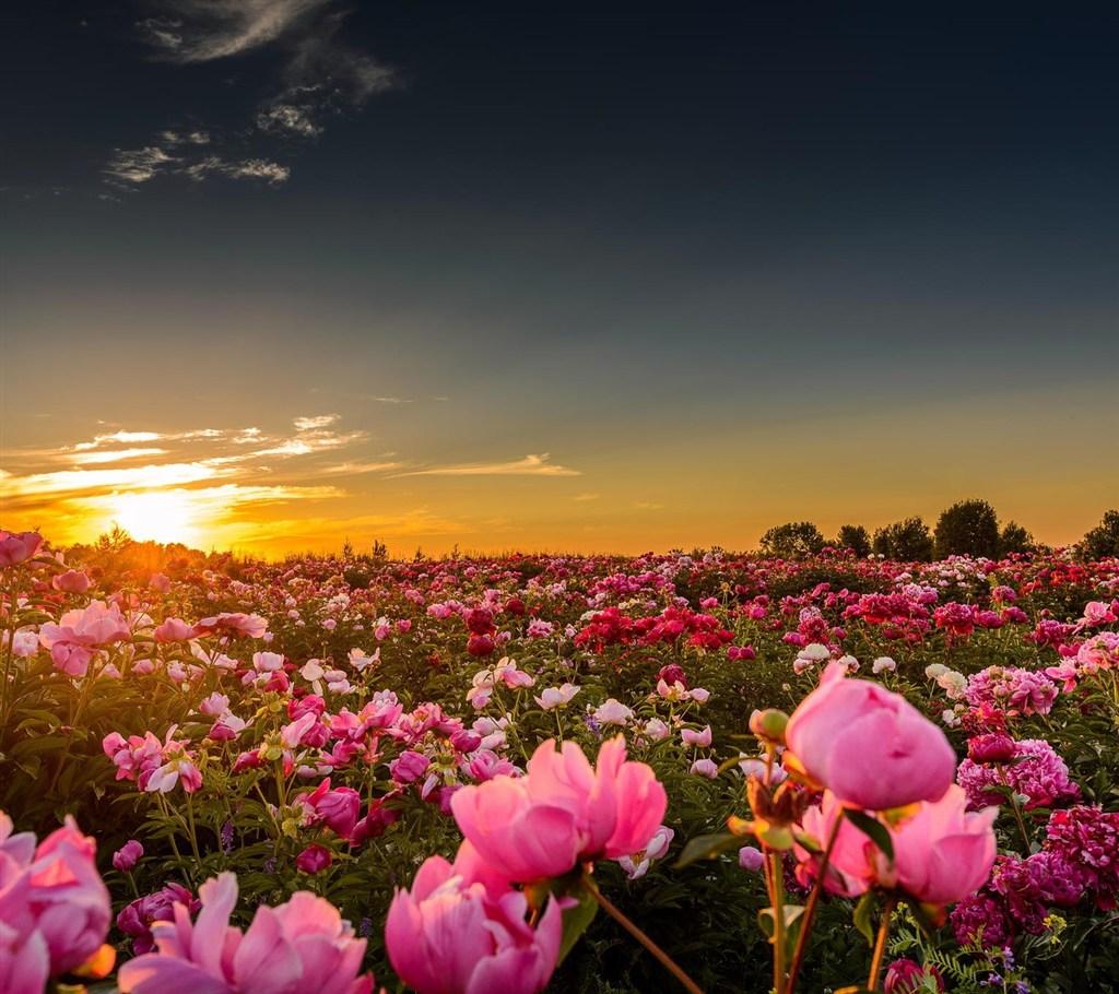 How do roses reproduce