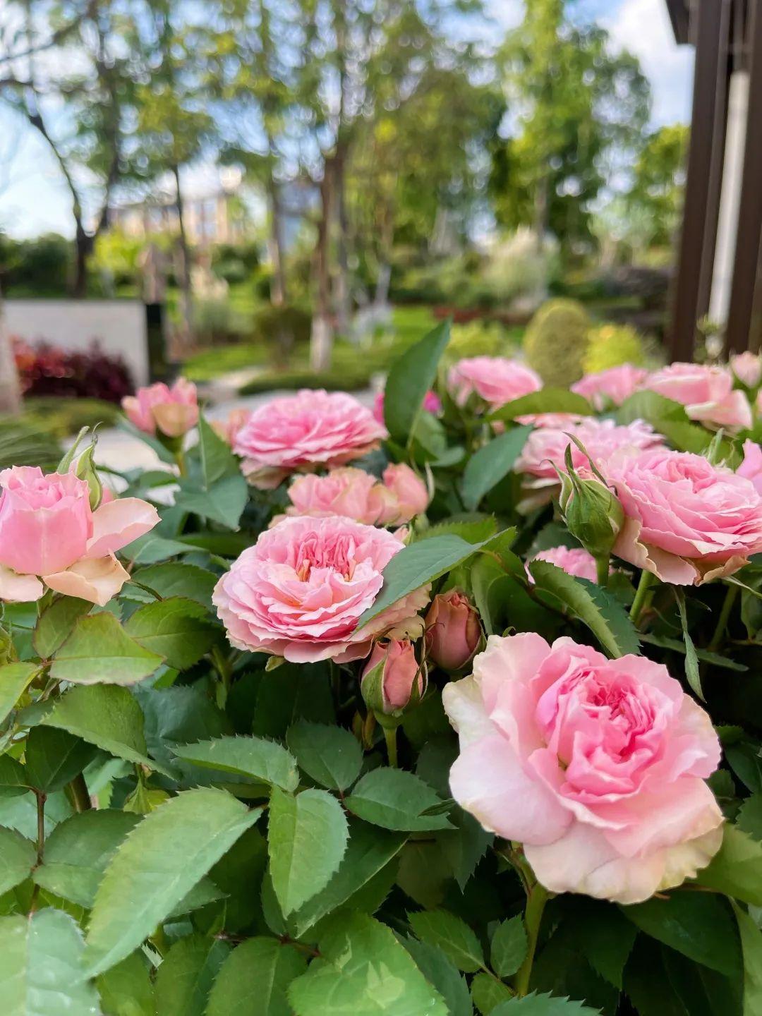How to fix drooping roses
