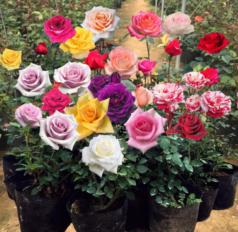 How to prune roses in the spring
