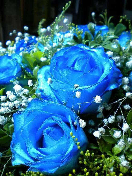 How to keep roses blooming all summer