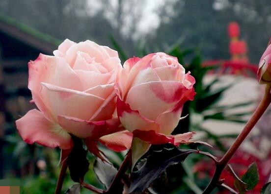 How often do roses bloom