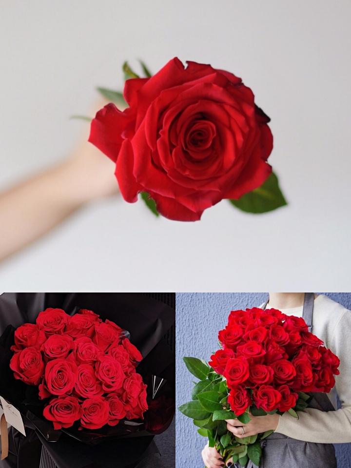 Where do roses grow best in the world