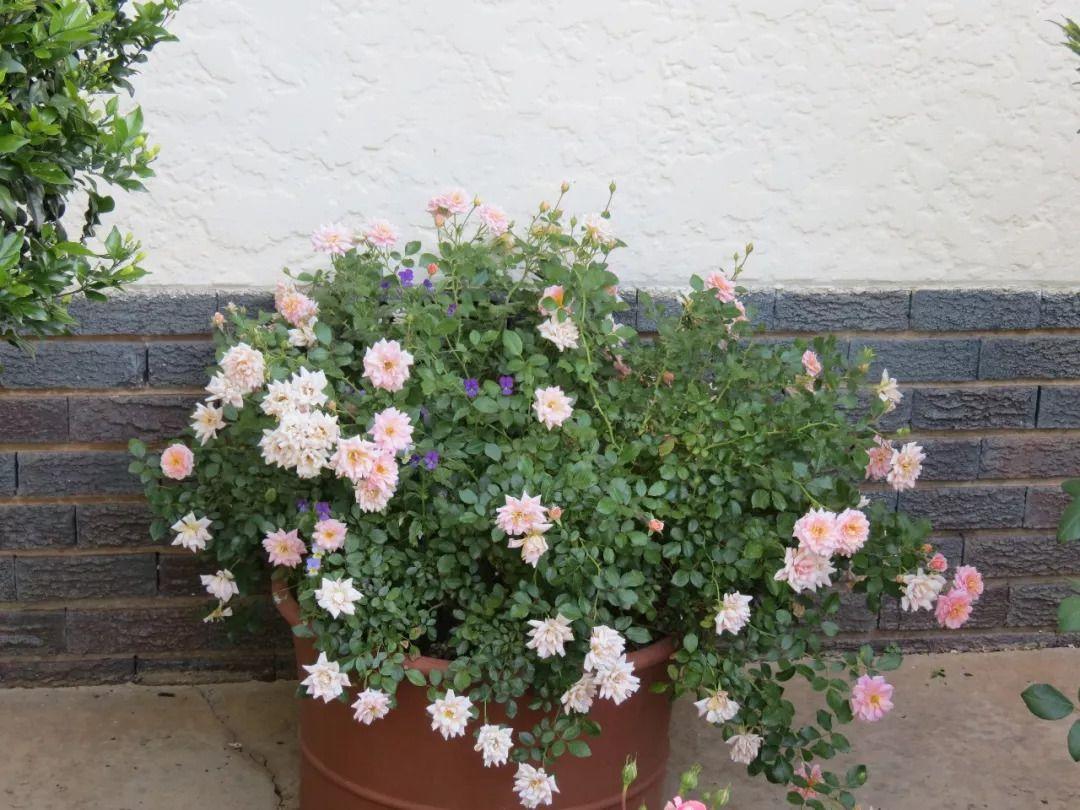 How to grow roses in pots