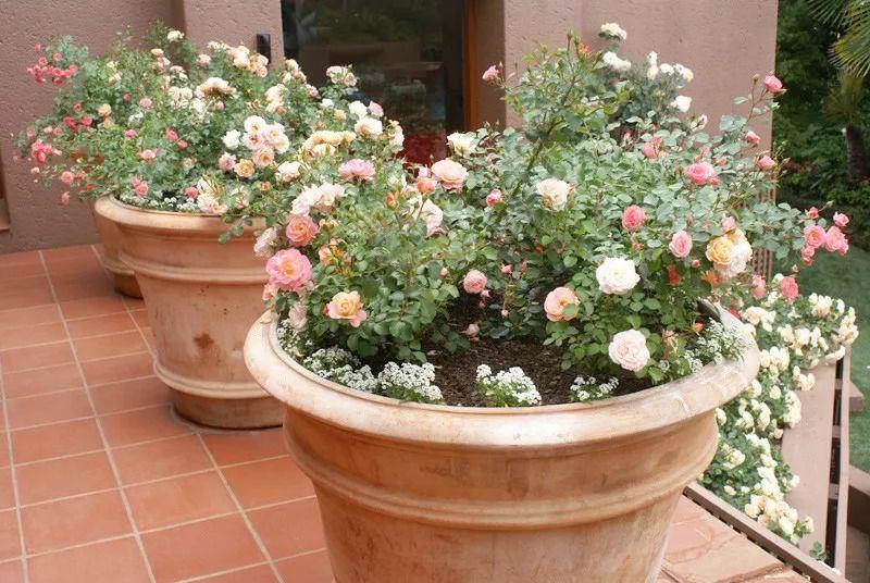 How to grow roses in pots