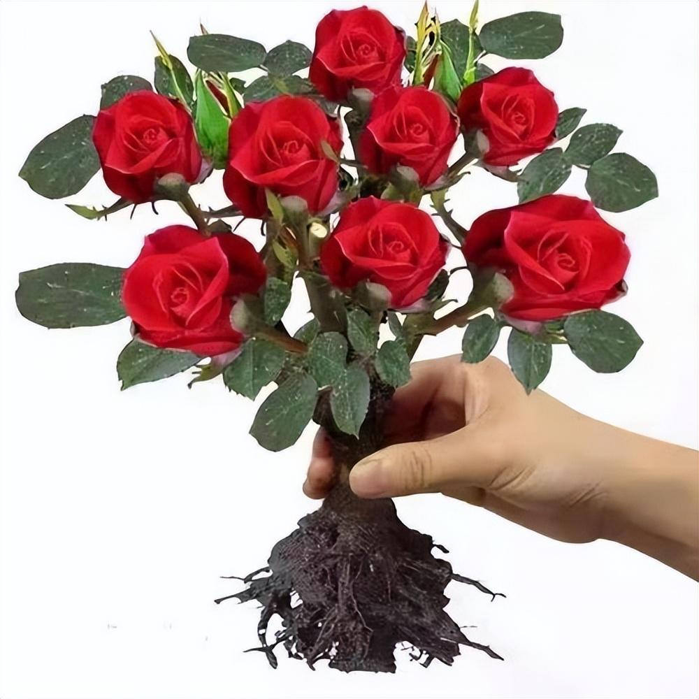 When is the best time to prune back roses