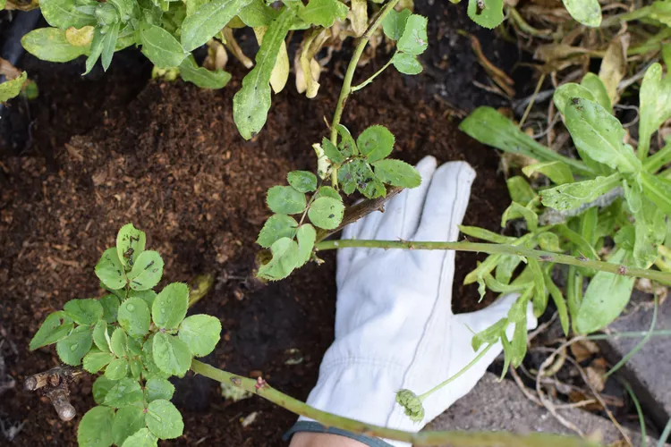 How to prune roses in the spring