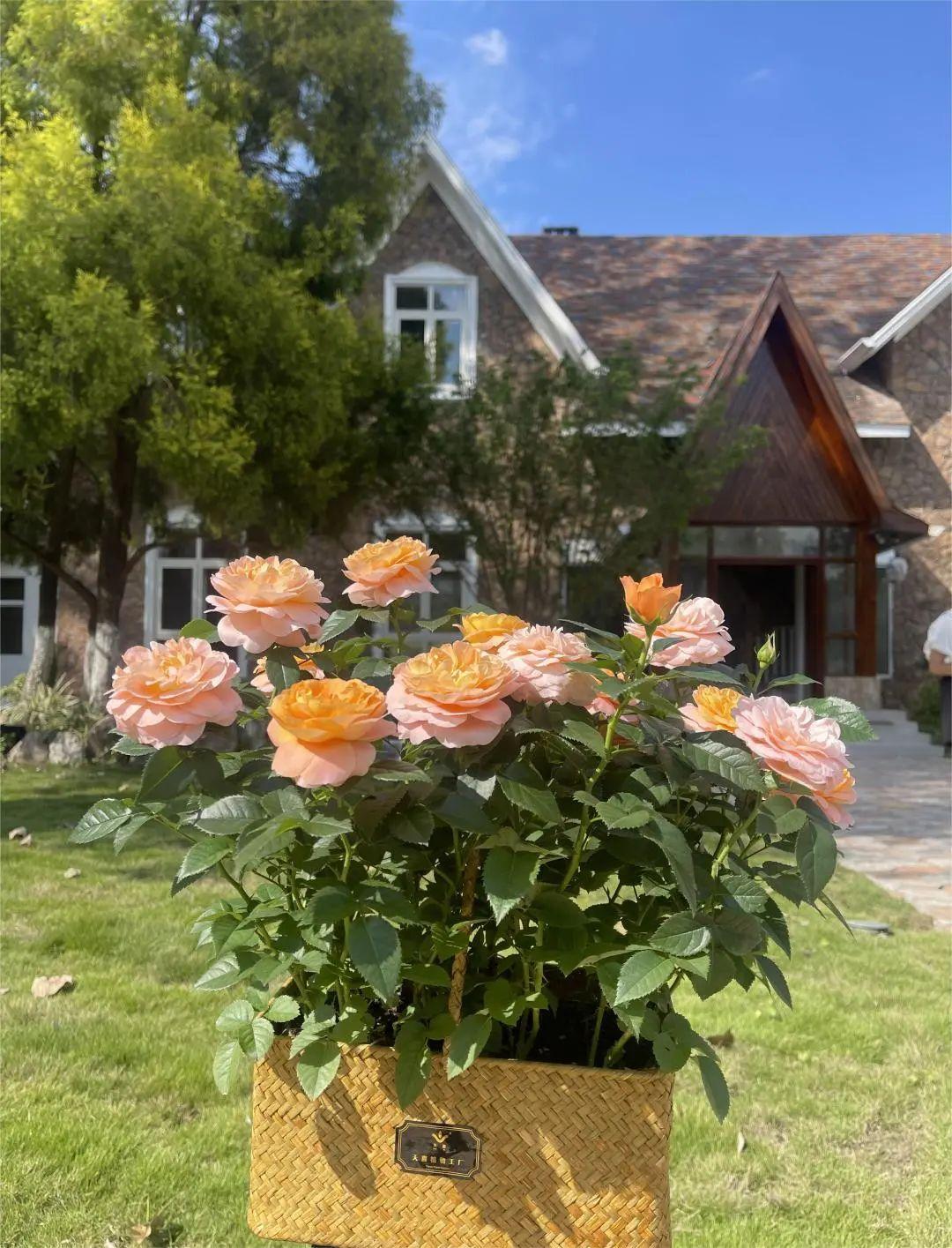 How to fertilize roses