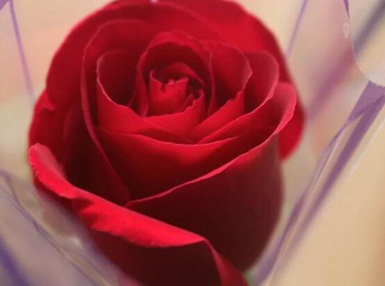 How often do roses bloom