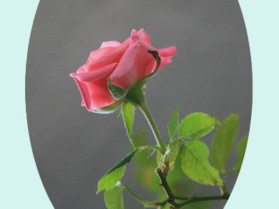 How to cut long stem roses for a vase