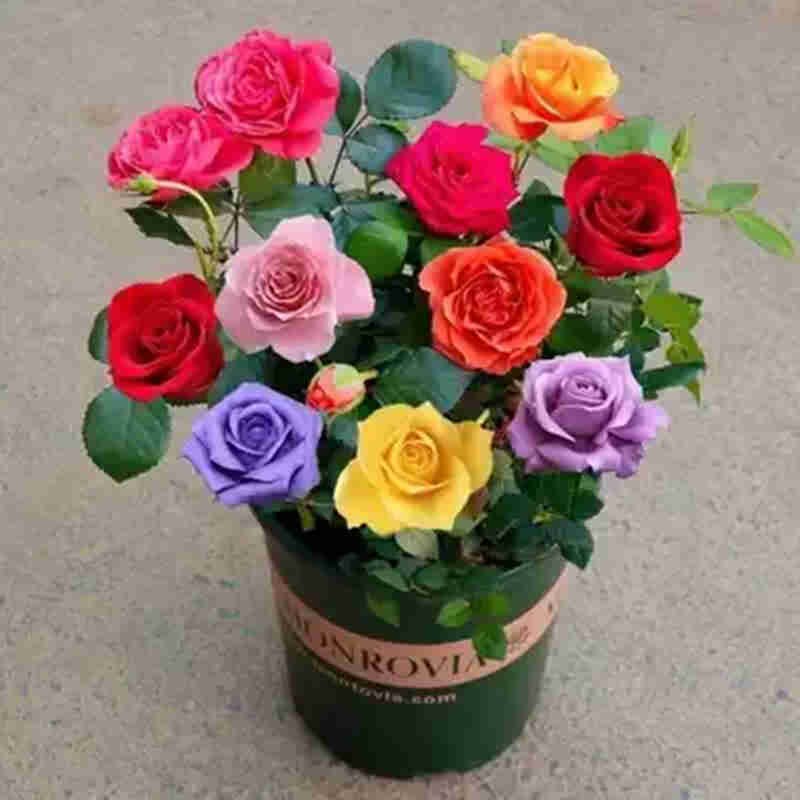 How to fertilize roses
