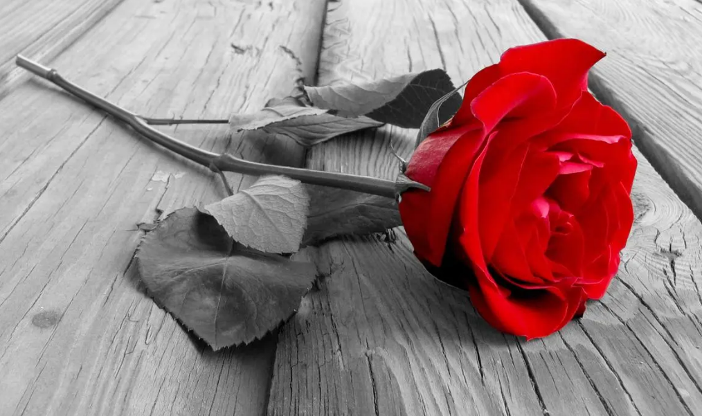 How are preserved roses made