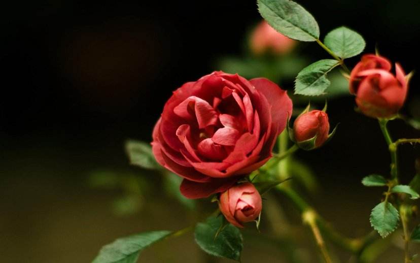 How long do roses last in water