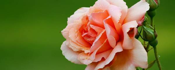 How to cut long stem roses for a vase