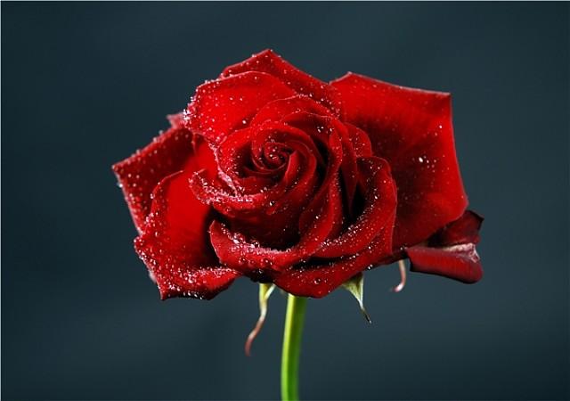 How to cut long stem roses for a vase