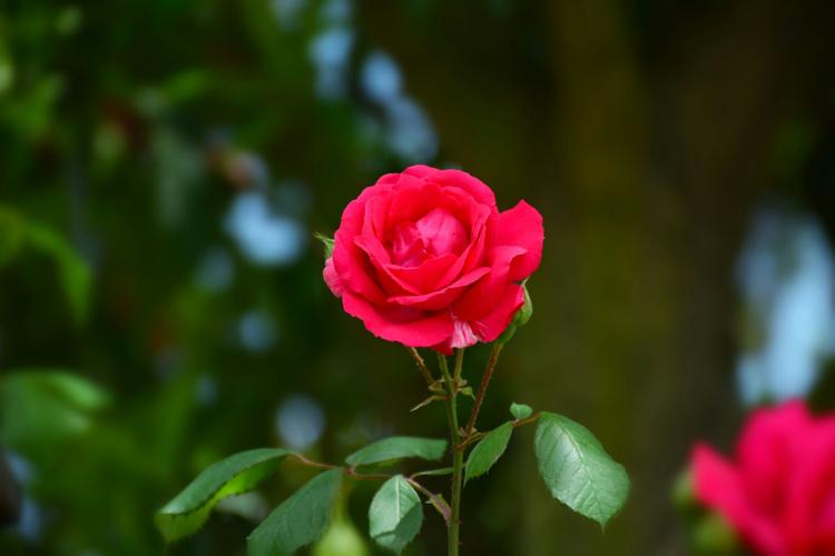 Can roses be grown indoors
