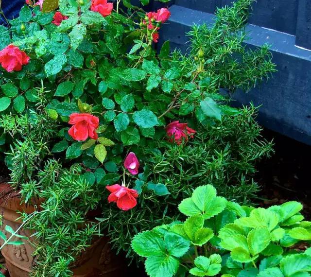 How to grow roses in pots