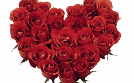 How often do roses bloom