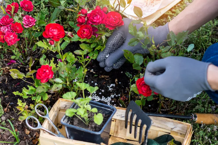 How to prune roses in the spring