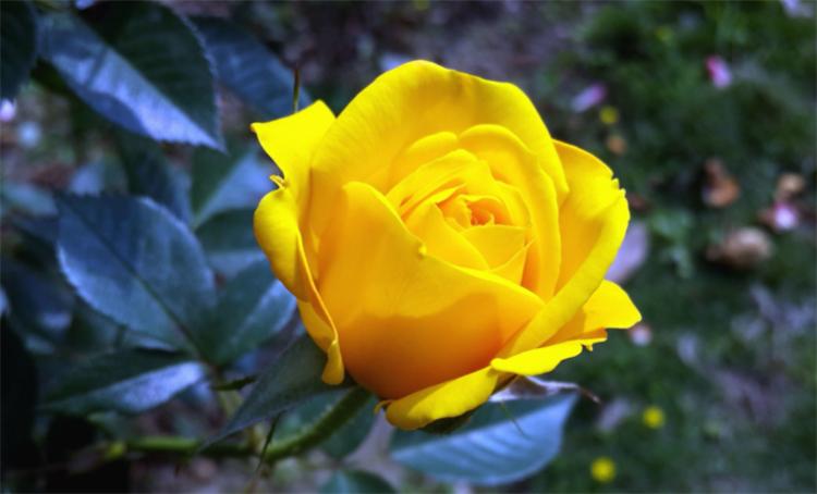 What is the significance of yellow roses