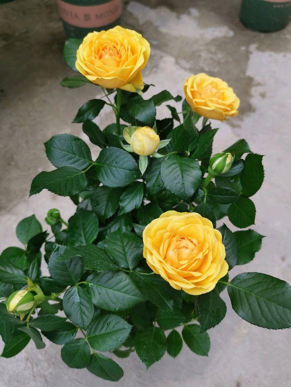 How to keep my roses alive