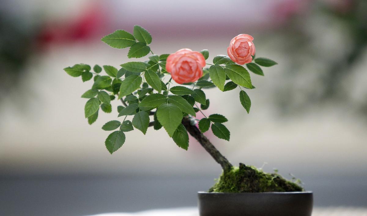Can mini roses be planted outside