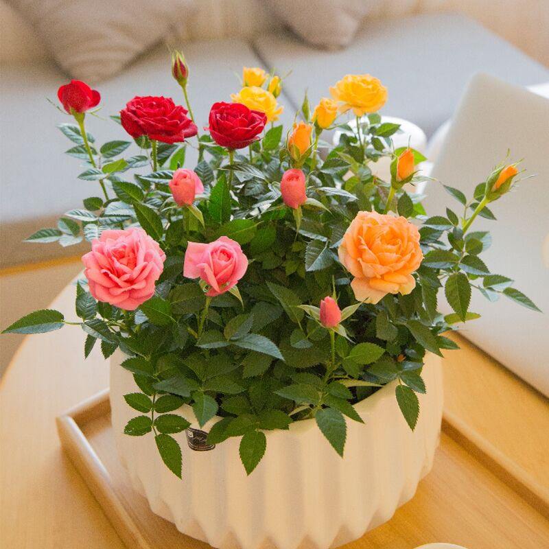 What is the best time to fertilize roses